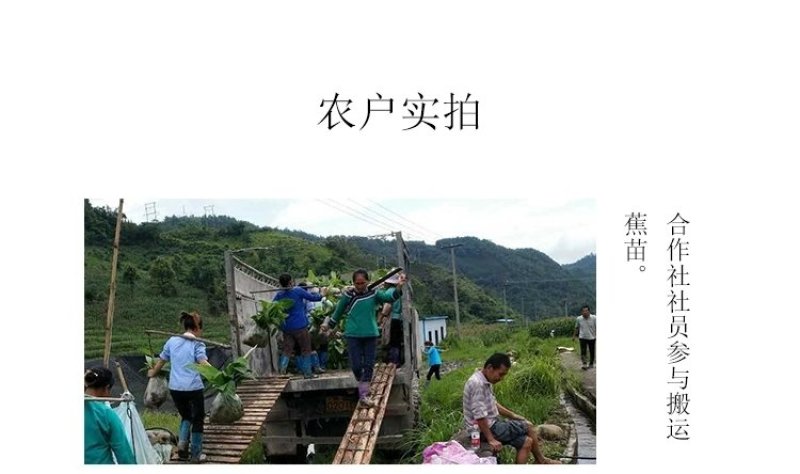 贵州糯米香蕉支持一件代发西贡蕉香蕉糯米蕉
