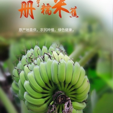 贵州糯米香蕉支持一件代发西贡蕉香蕉糯米蕉