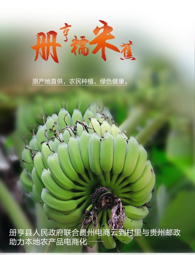 贵州糯米香蕉支持一件代发西贡蕉香蕉糯米蕉