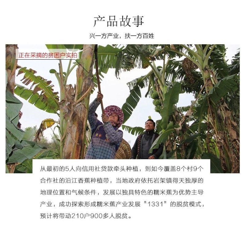 贵州糯米香蕉支持一件代发西贡蕉香蕉糯米蕉