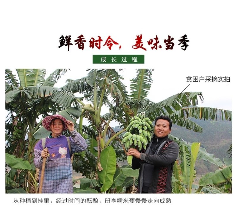 贵州糯米香蕉支持一件代发西贡蕉香蕉糯米蕉