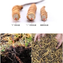 【处理断草】冬虫夏草虫草冬虫草虫草断草断虫