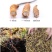 【处理断草】冬虫夏草虫草冬虫草虫草断草断虫