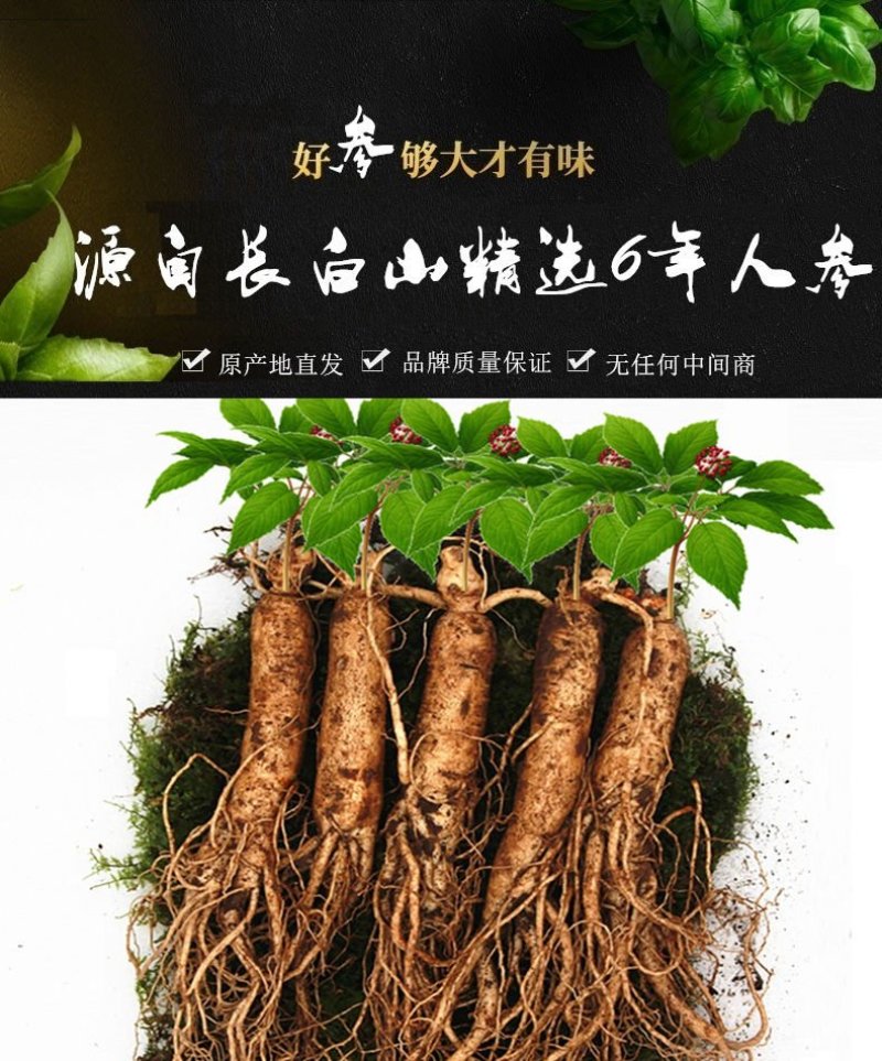 长白山新鲜人参现挖现卖5～6年根长白山鲜参带土鲜参包邮