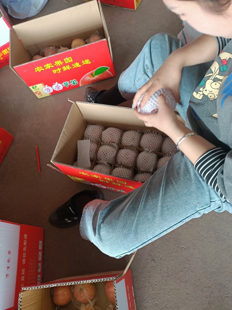 万荣纸加膜红富士苹果口感脆甜一手货源量大从优
