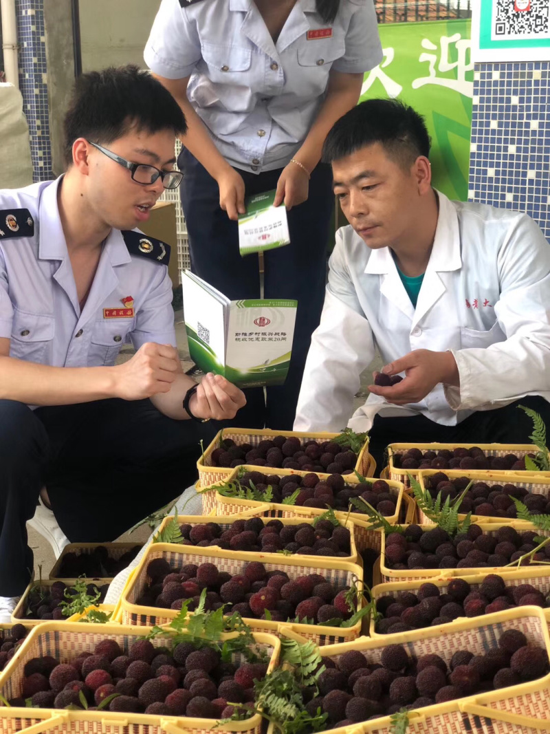 嫁接杨梅苗，黑炭，东魁·全国杨梅发愿地浙江台州黄岩杨梅文