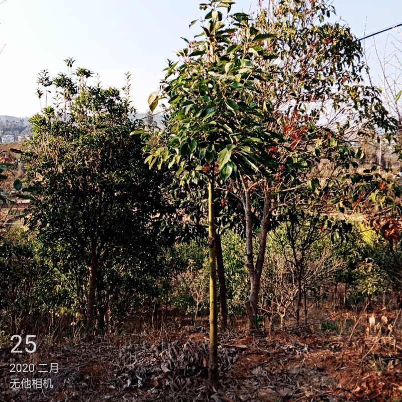 香樟紫薇油杉冬樱