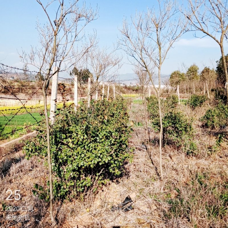 香樟紫薇油杉冬樱