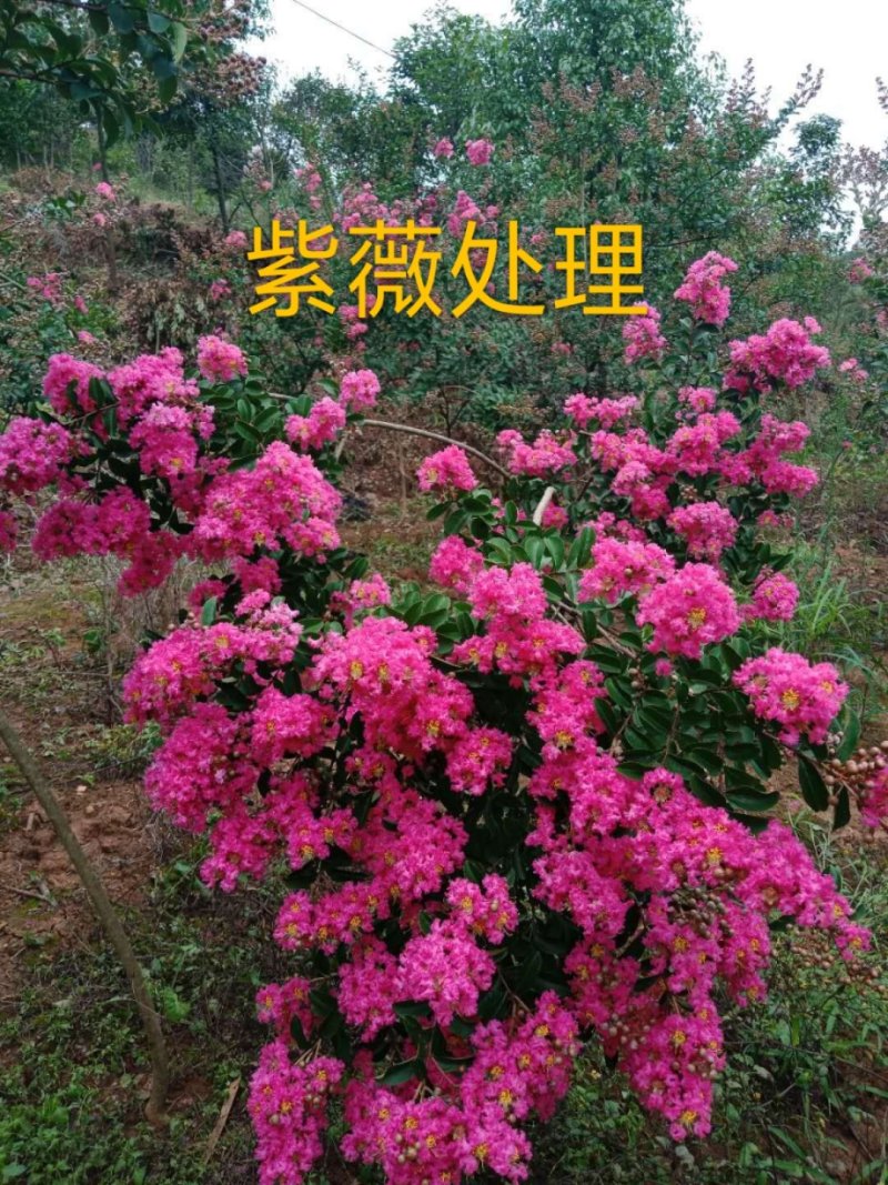 香樟紫薇油杉冬樱