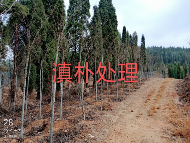 香樟紫薇油杉冬樱