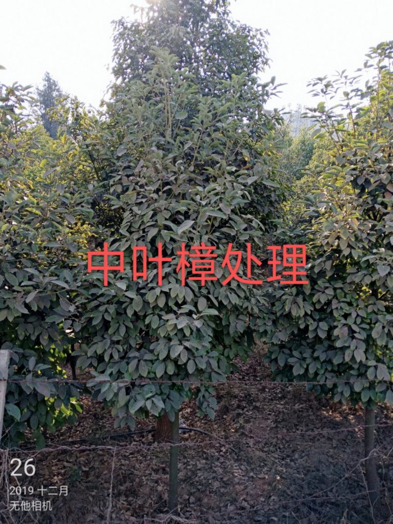 香樟紫薇油杉冬樱