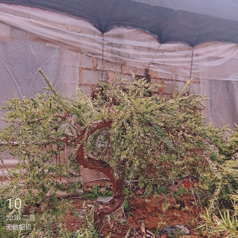 香樟紫薇油杉冬樱