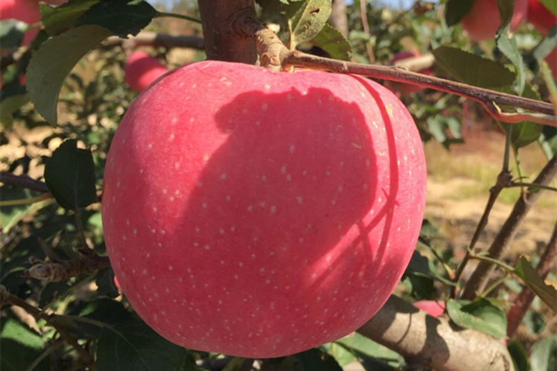 红富士苹果苗根系发达，保证纯度产地批发价格