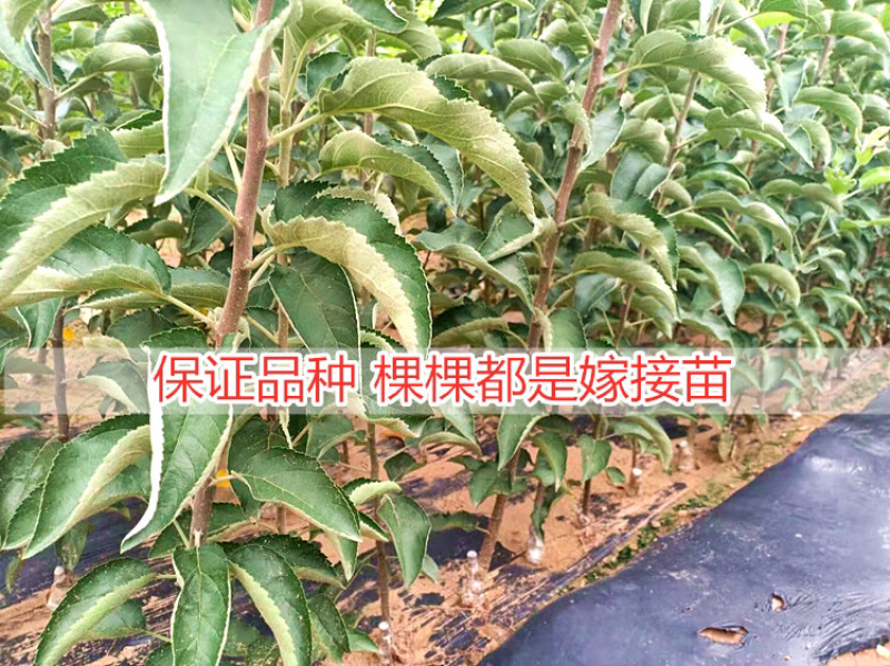 红富士苹果苗根系发达，保证纯度产地批发价格