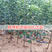 红富士苹果苗根系发达，保证纯度产地批发价格