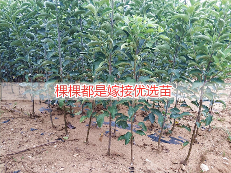 红富士苹果苗根系发达，保证纯度产地批发价格