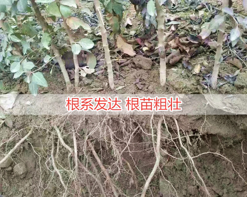 红富士苹果苗根系发达，保证纯度产地批发价格