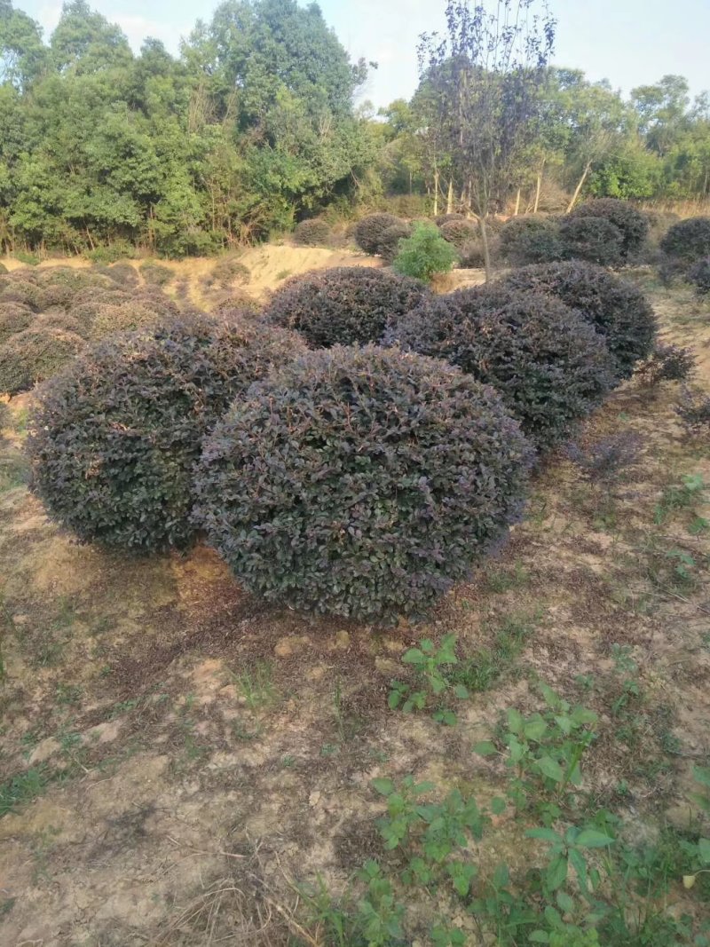 红花继木球