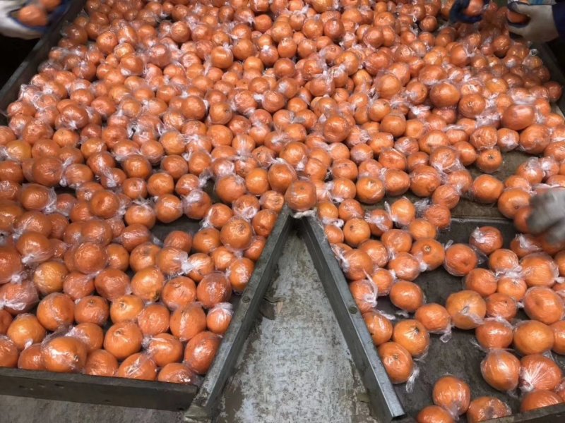 椪柑/一手货源/诚信交易/承接各大平台市场/电商/出口
