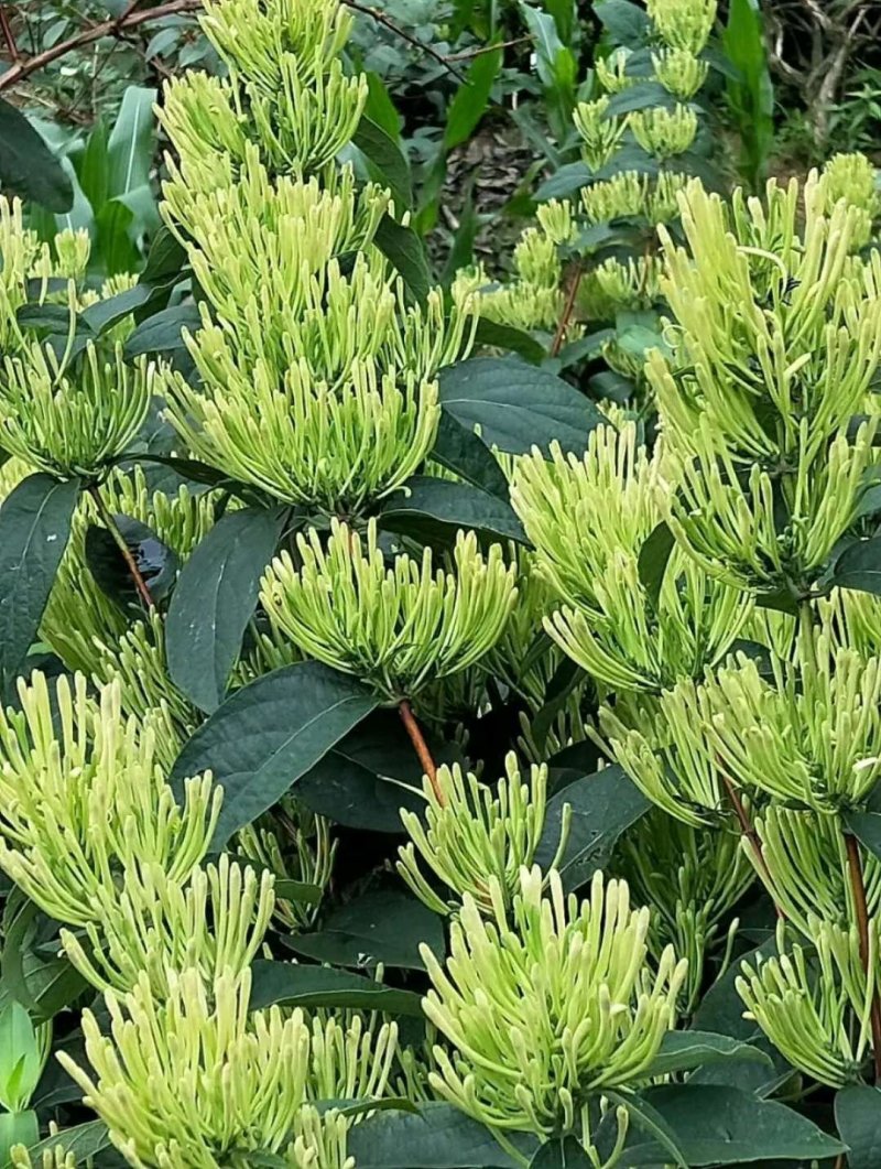 金银花5号嫁接种苗寸苗