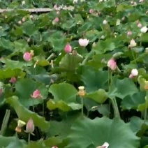 太空莲36号藕种