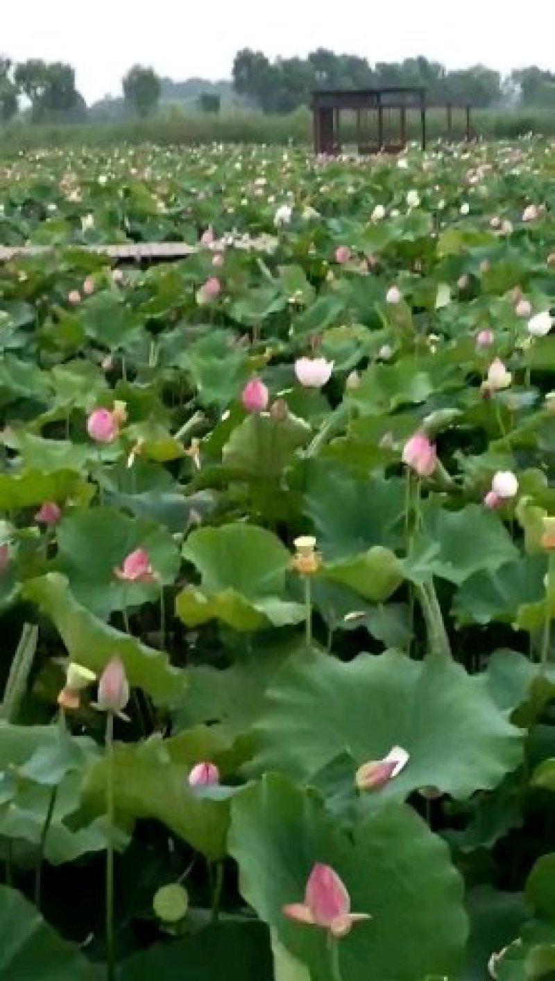 太空莲36号藕种