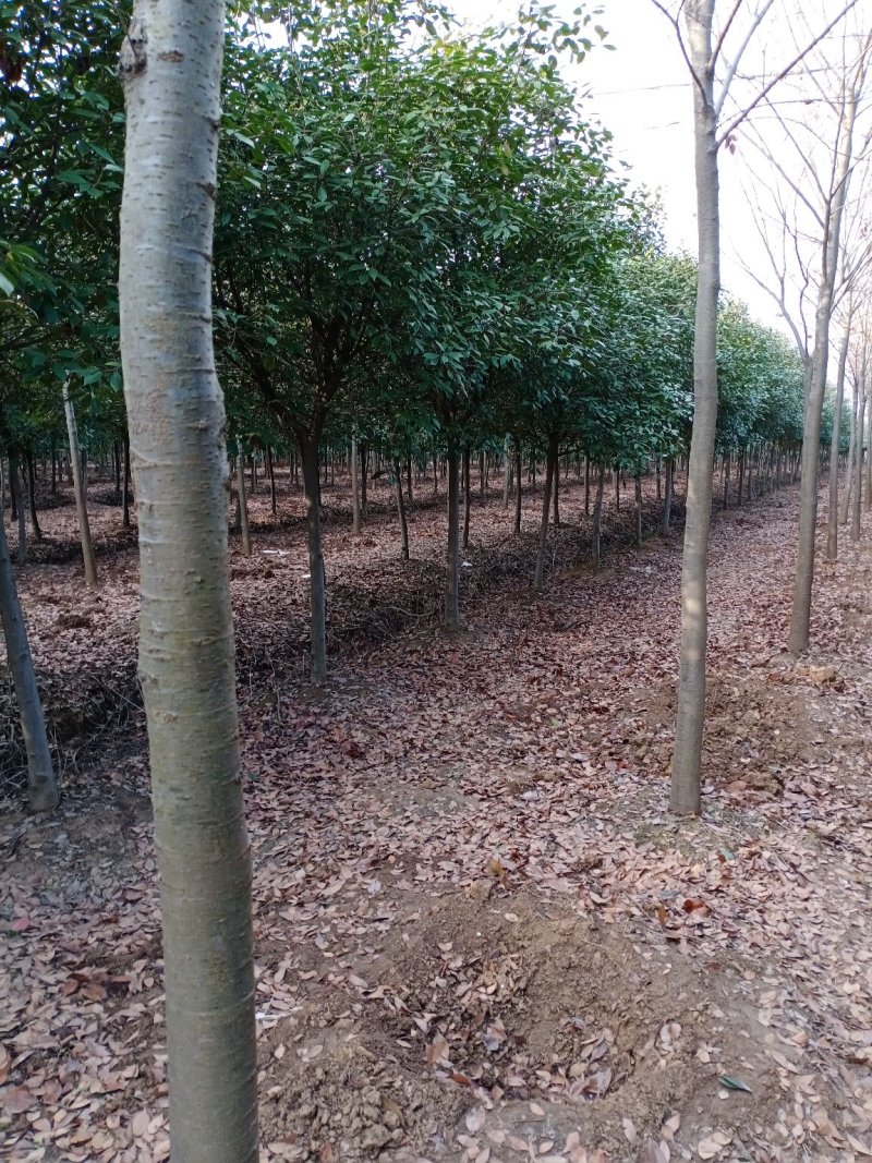 红叶石楠