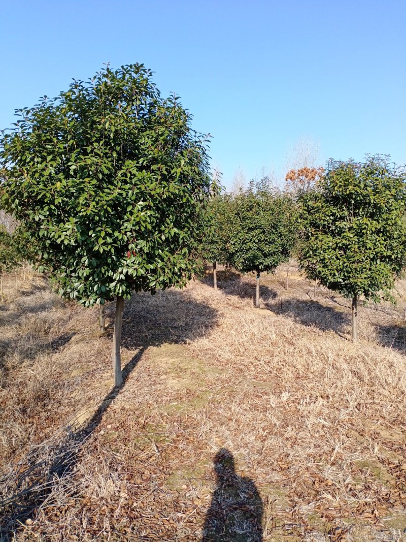 红叶石楠