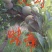 新品种李子树苗味帝李子苗，黑布林李子树，恐龙蛋，蜂糖李