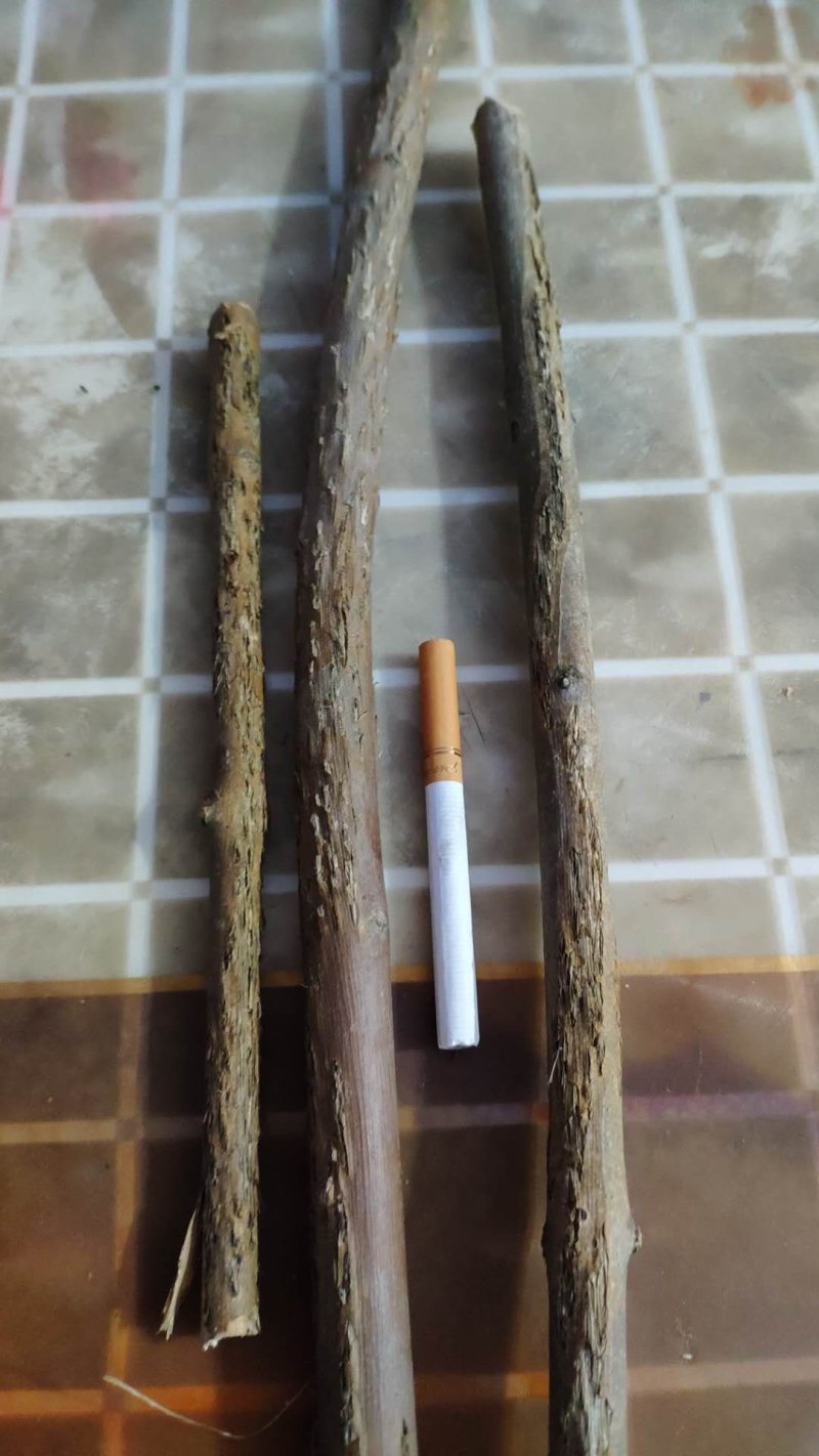优质金蝉卵枝