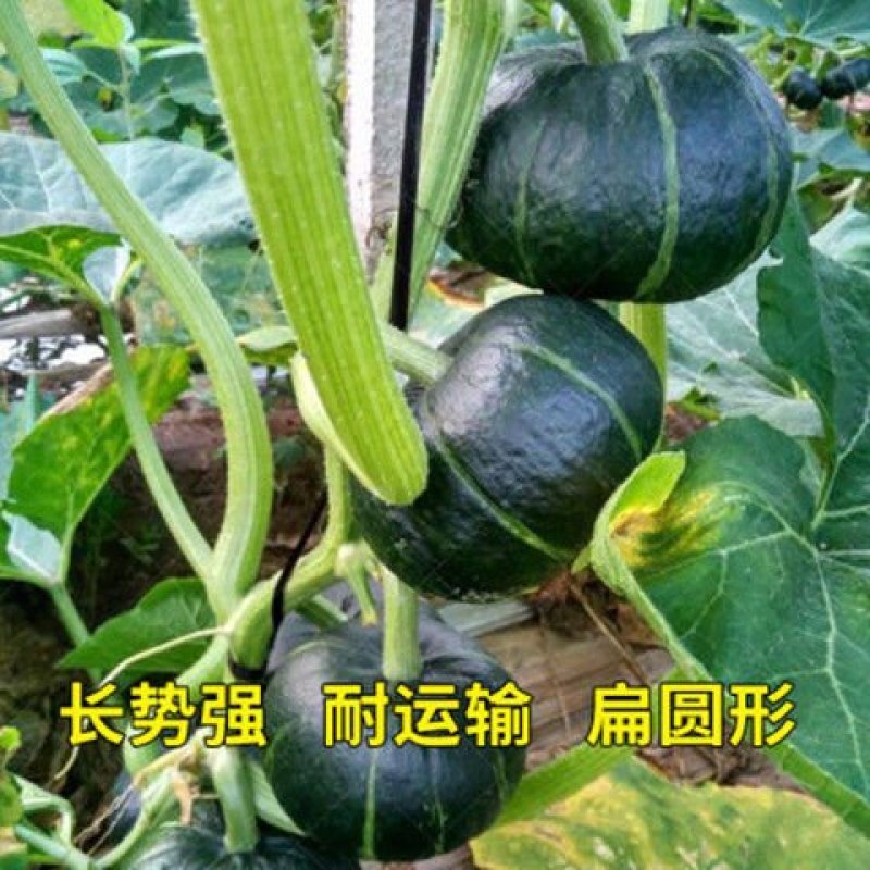 迷你黄贝贝高产南瓜种子日本板栗味阳台室外四季种植农家蔬菜