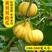迷你黄贝贝高产南瓜种子日本板栗味阳台室外四季种植农家蔬菜