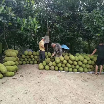 海南黄肉菠萝蜜精品菠萝蜜