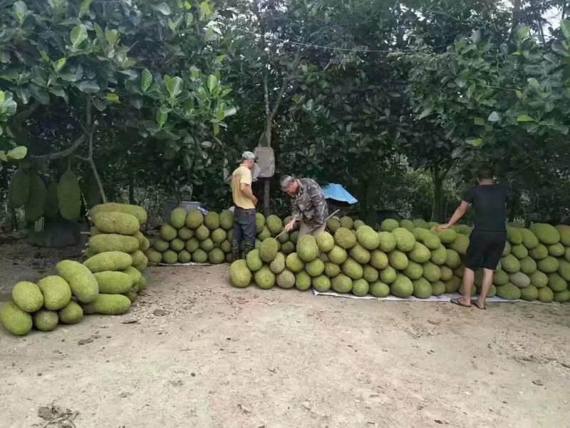 海南黄肉菠萝蜜精品菠萝蜜