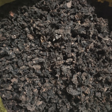 野生地皮菜人工筛选挑选无渣无杂