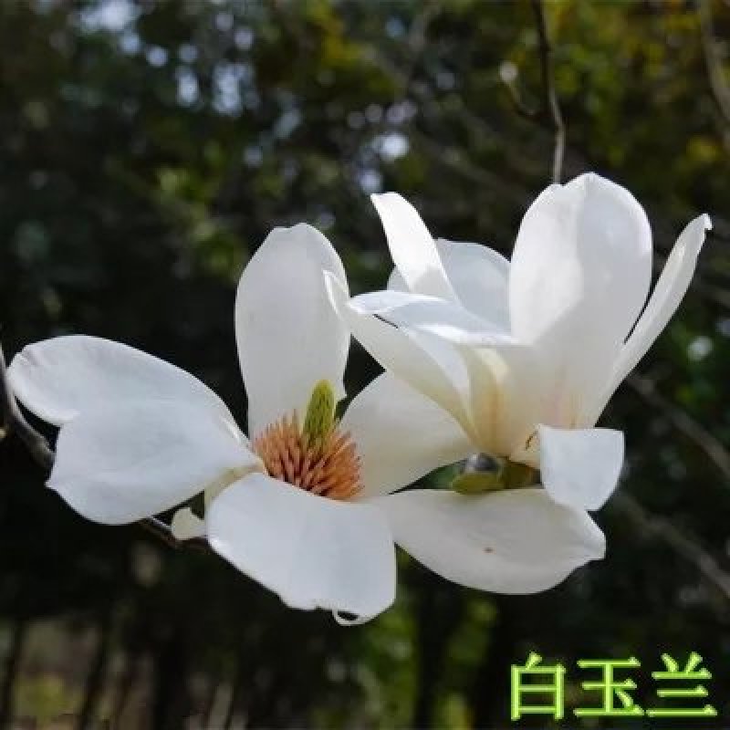 玉兰花红玉兰，白玉兰，黄玉兰，庭院花盆绿化苗