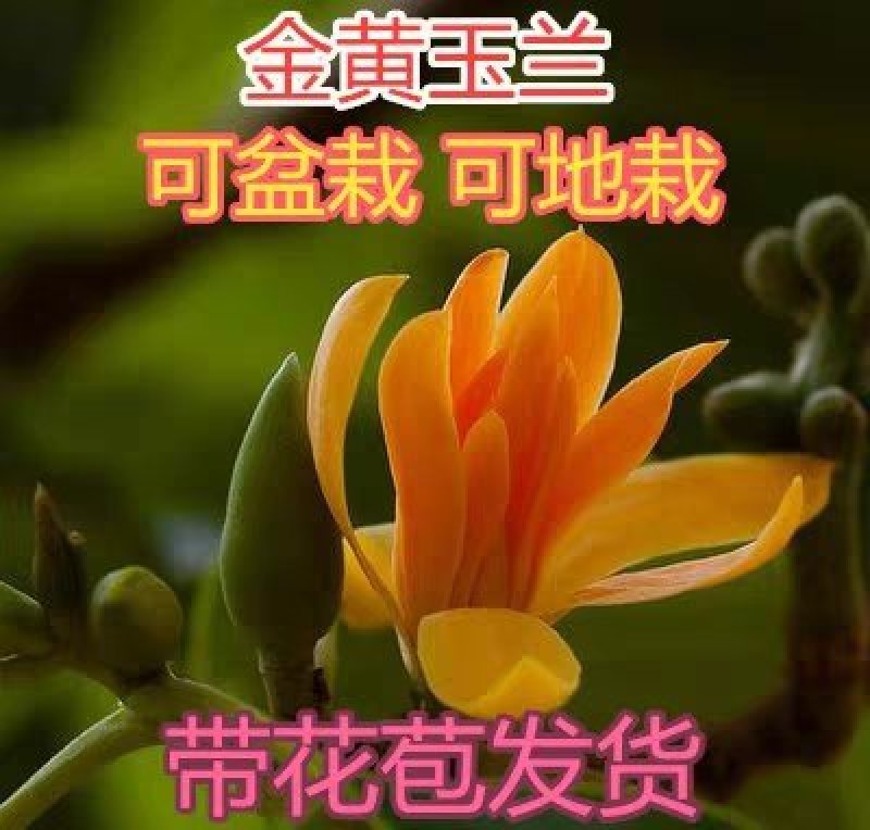 玉兰花红玉兰，白玉兰，黄玉兰，庭院花盆绿化苗