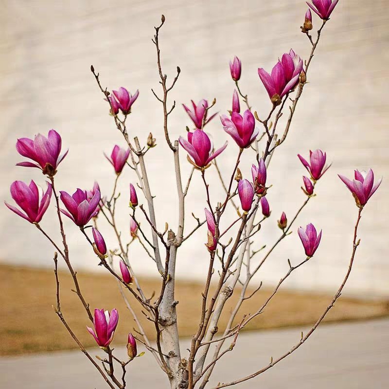 玉兰花红玉兰，白玉兰，黄玉兰，庭院花盆绿化苗