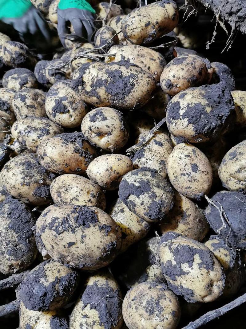 大量尤金商品土豆出售，质量好，个头大。
