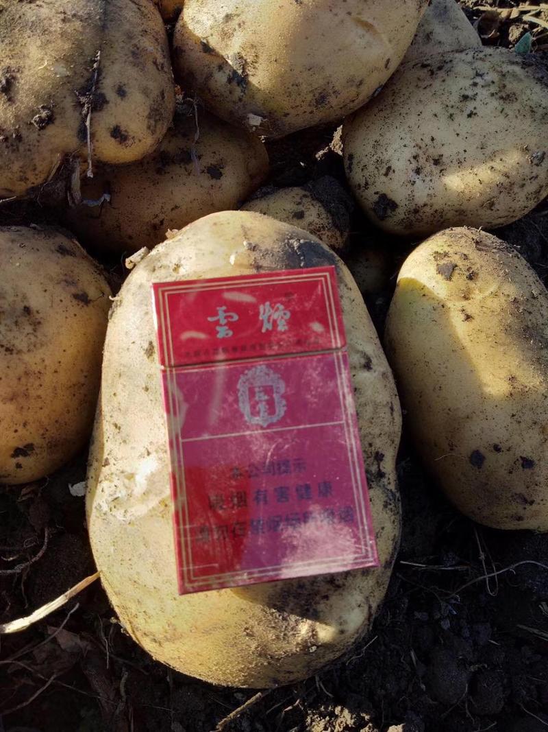大量尤金商品土豆出售，质量好，个头大。