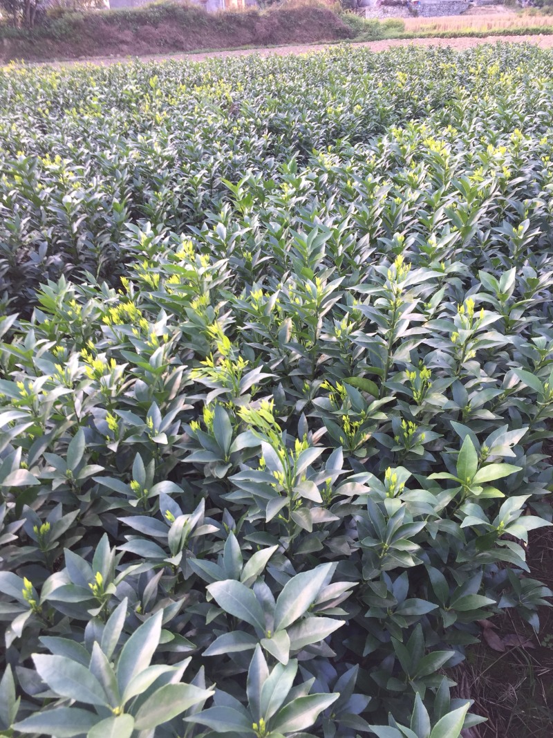 柑橘名优产品红江橙苗正宗产地直销