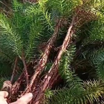 杉木苗，各种规格都有欢迎选购