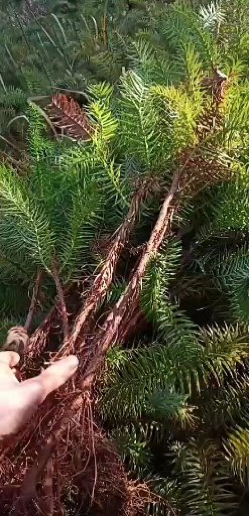 杉木苗，各种规格都有欢迎选购