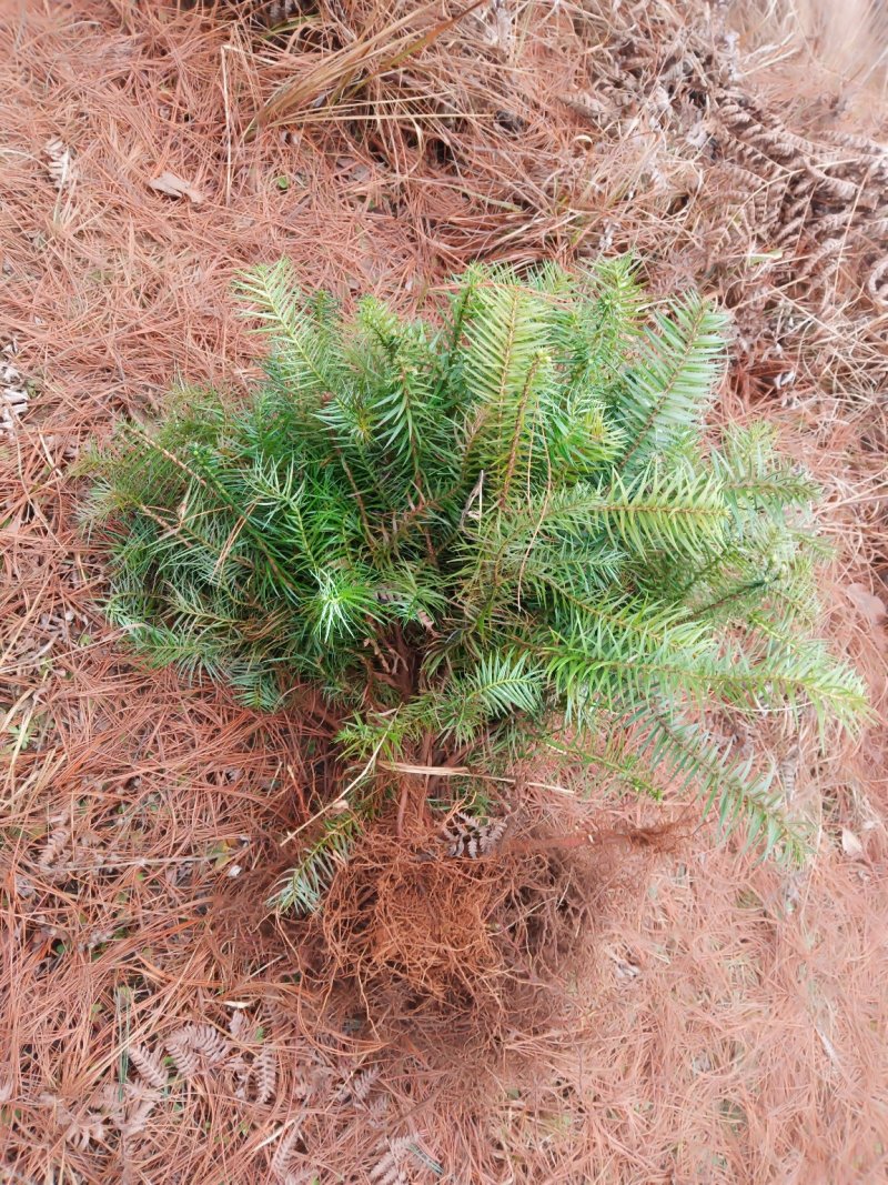 杉木苗，各种规格都有欢迎选购