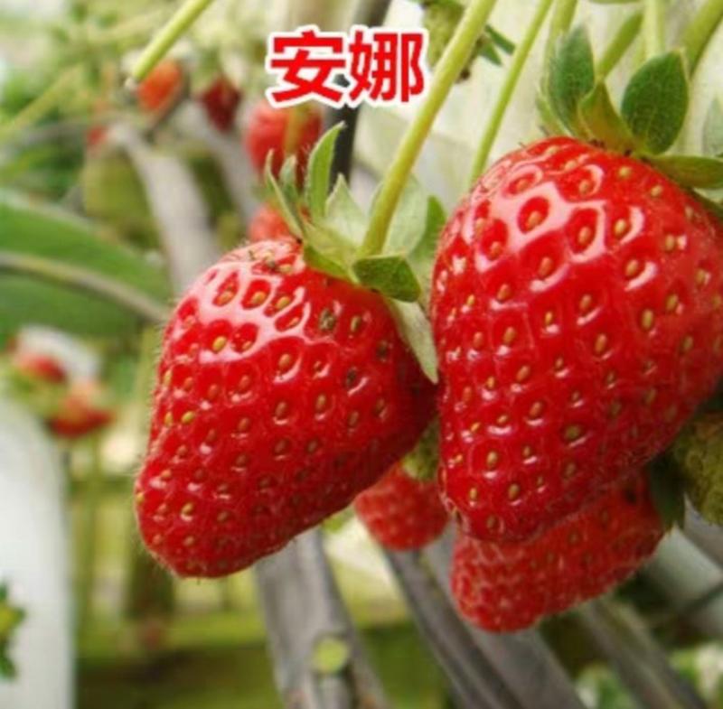 草莓苗奶油红彦甜查理四季青十三香草莓苗。