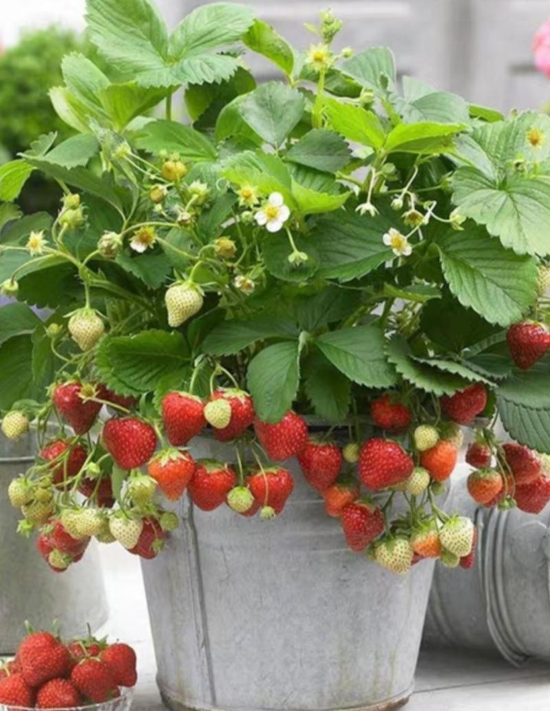 草莓苗奶油红彦甜查理四季青十三香草莓苗。
