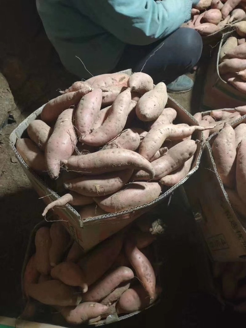 西瓜红红薯产地直销批发价格山东红薯2货源充足