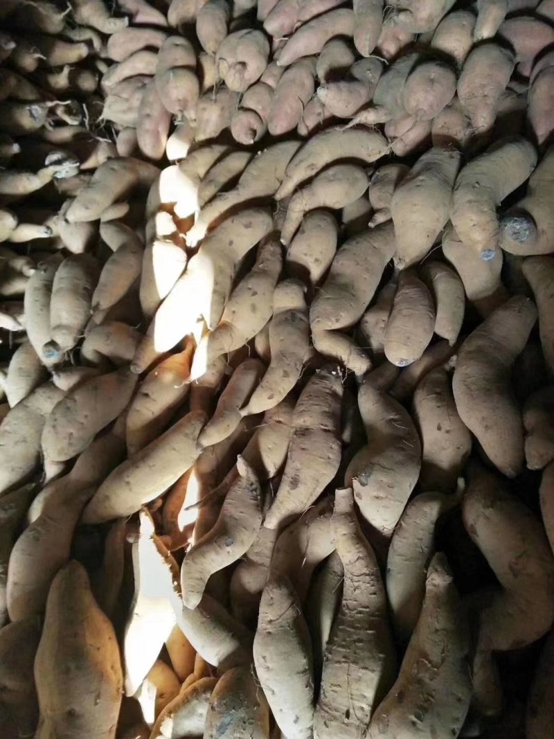 西瓜红红薯产地直销批发价格山东红薯2货源充足