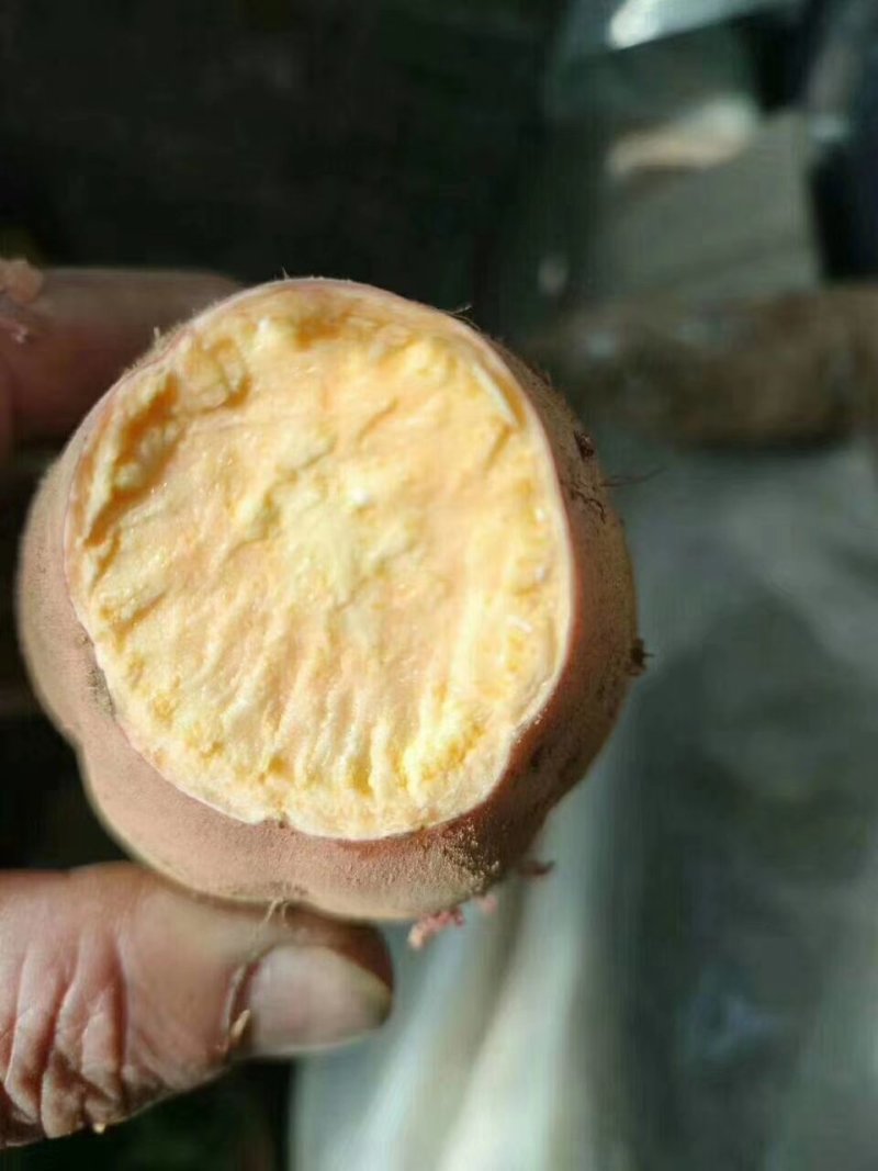 西瓜红红薯产地直销批发价格山东红薯2货源充足