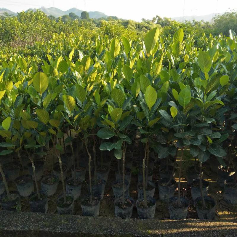 新品种水果苗马来西亚一号菠萝蜜树苗四季可种植当年结果